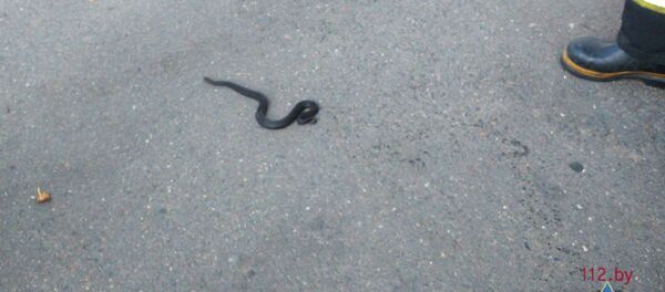 Гадюка в Минске - Sputnik Беларусь