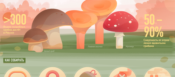 Инфографика: Грибной сезон Инфографика: Грибной сезон - Sputnik Беларусь