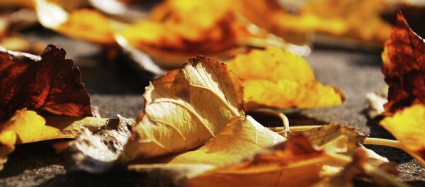 Осень - Sputnik Беларусь