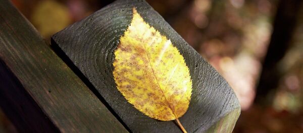 Осенний лист Осенний лист - Sputnik Беларусь