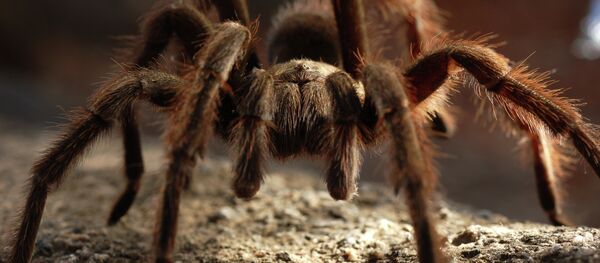 Тарантул Тарантул - Sputnik Беларусь