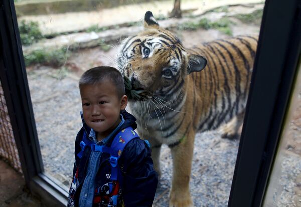 Мальчик позирует фотографу с тигром - Sputnik Беларусь