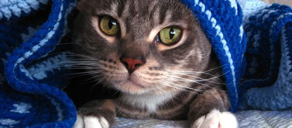 Кот под пледом Кот под пледом - Sputnik Беларусь