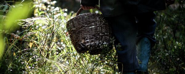 Па грыбы - Sputnik Беларусь