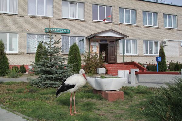 Аист прилетел на избирательный участок в Брестском районе Аист прилетел на избирательный участок в Брестском районе - Sputnik Беларусь