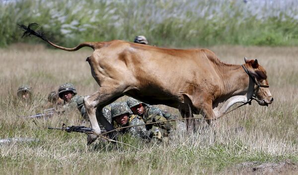 Корова бежит мимо американских и филиппинских солдат - Sputnik Беларусь
