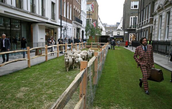 Стадо овец расположилось прямо в Сэвил-Роу в Лондоне - Sputnik Беларусь