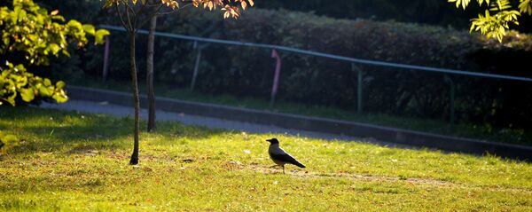 Ворона в минском городском парке - Sputnik Беларусь