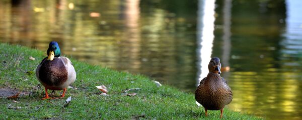 Качкі Качкі - Sputnik Беларусь