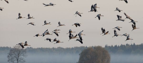Журавли улетают - Sputnik Беларусь