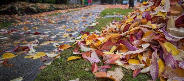 Листья осенью Листья осенью - Sputnik Беларусь