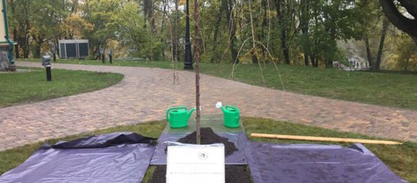 Дерево, посаженное А. Лукашенко в Лошицком парке - Sputnik Беларусь