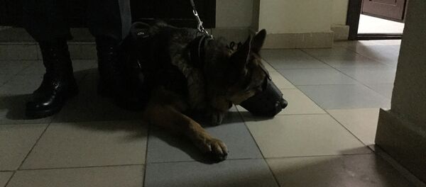 Собака Прима. Конвой обвиняемых осуществляется с собакой - Sputnik Беларусь