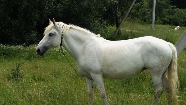 Лошадь, архивное фото - Sputnik Беларусь