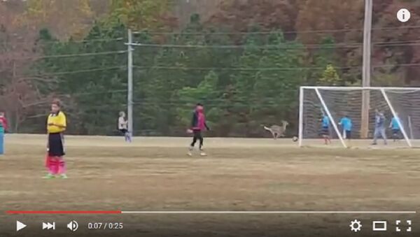 Видео, как молодой олень забил футбольный мяч в ворота - Sputnik Беларусь