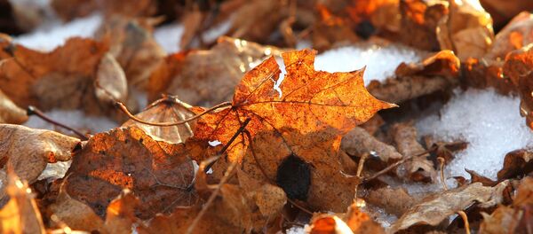 Першы снег - Sputnik Беларусь