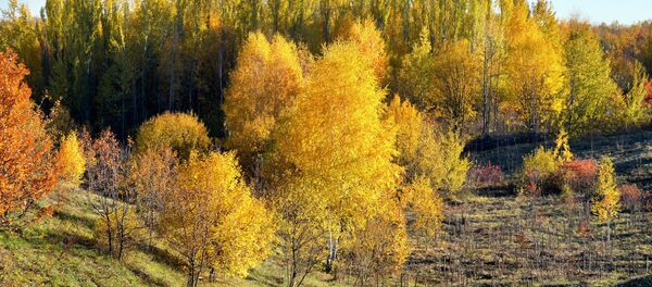 Залатая восень - Sputnik Беларусь