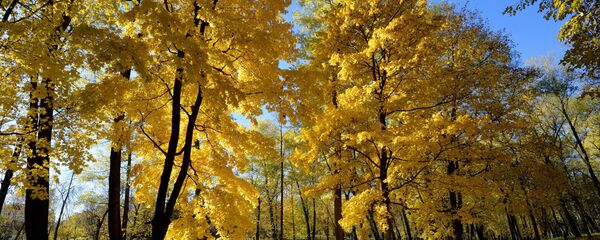 Золотые краски осени Золотые краски осени - Sputnik Беларусь