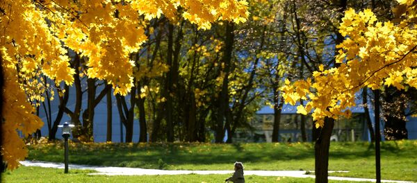 Восень у мінскім парку Восень у мінскім парку - Sputnik Беларусь