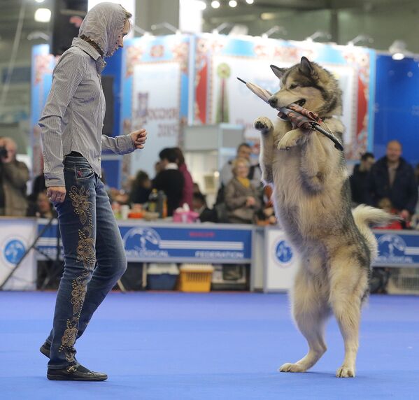 Международная выставка собак Россия-2015 - Sputnik Беларусь