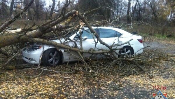 Дерево упало на автомобиль в Бресте - Sputnik Беларусь