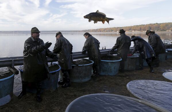 Рыбак бросает рыбу во время традиционной ловли карпа - Sputnik Беларусь