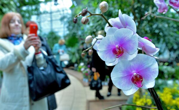 Посетители фотографируют редкие виды орхидей в минском Ботаническом саду - Sputnik Беларусь