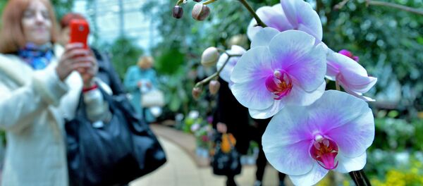 Наведвальнікі фатаграфуюць рэдкія віды архідэй ў мінскім Батанічным садзе Наведвальнікі фатаграфуюць рэдкія віды архідэй ў мінскім Батанічным садзе - Sputnik Беларусь