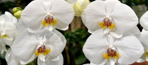 Орхидеи - Sputnik Беларусь