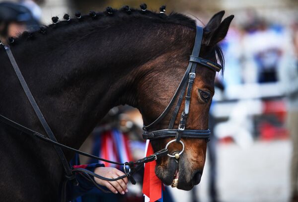 Лошадь на конно-спортивном шоу. - Sputnik Беларусь
