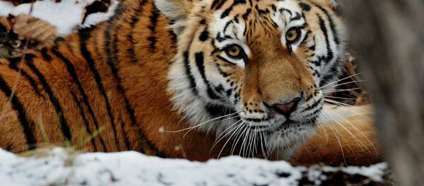 Пакрыўджаны тыгр Пакрыўджаны тыгр - Sputnik Беларусь