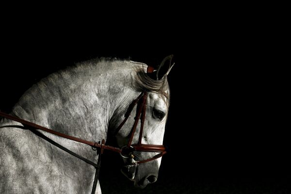 Андалузская лошадь - Sputnik Беларусь