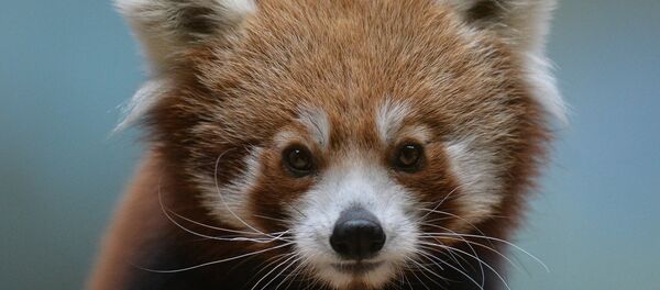 В Московском зоопарке появился самец красной панды В Московском зоопарке появился самец красной панды - Sputnik Беларусь
