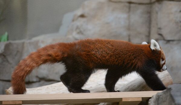 В Московском зоопарке появился самец красной панды - Sputnik Беларусь
