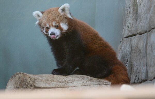 В Московском зоопарке появился самец красной панды - Sputnik Беларусь