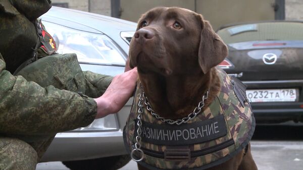 СПУТНИК_Лабрадор Джоли продемонстрировала новый российский бронежилет для собак - Sputnik Беларусь