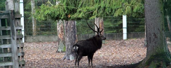 Олень в вольере Беловежской пущи Олень в вольере Беловежской пущи - Sputnik Беларусь