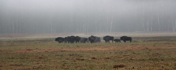 Зубры на опушке в Беловежской пуще - Sputnik Беларусь