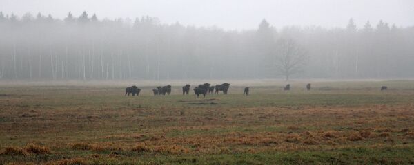 Зубры - Sputnik Беларусь