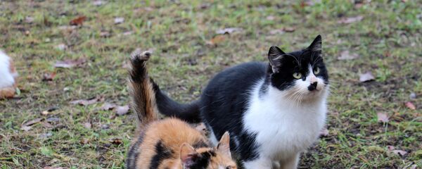 Коты - Sputnik Беларусь