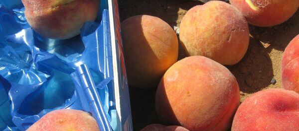 Партия санкционных европейских продуктов - Sputnik Беларусь