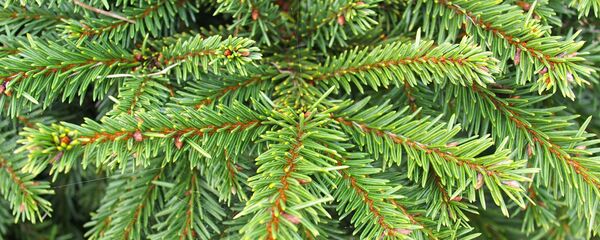 Ель Ель - Sputnik Беларусь