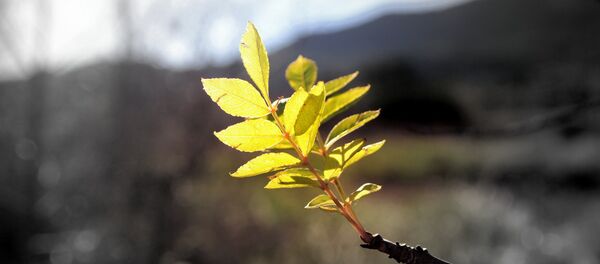 Желтые листья Желтые листья - Sputnik Беларусь