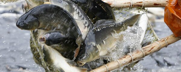 Каб рыбку есці трэба ў ваду лезці Каб рыбку есці трэба ў ваду лезці - Sputnik Беларусь