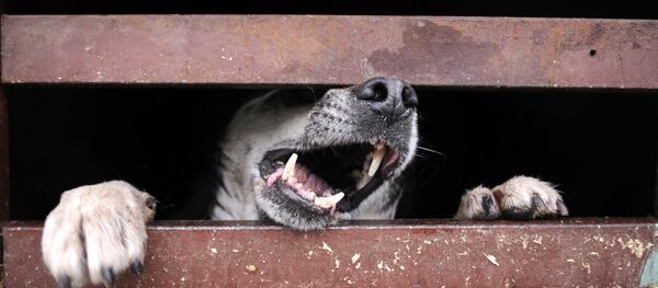 Бездомная собака - Sputnik Беларусь