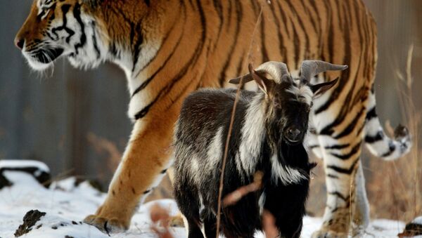 В Приморском Сафари-парке амурский тигр подружился с козлом - Sputnik Беларусь