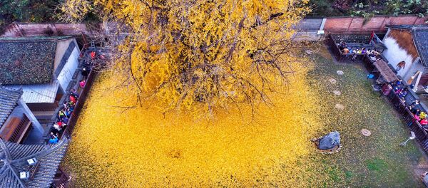 Листья старого дерева гингко - Sputnik Беларусь