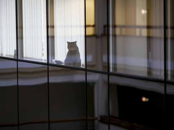 Кошка сидит возле окна одного из офисов в бизнес-центре Киева - Sputnik Беларусь