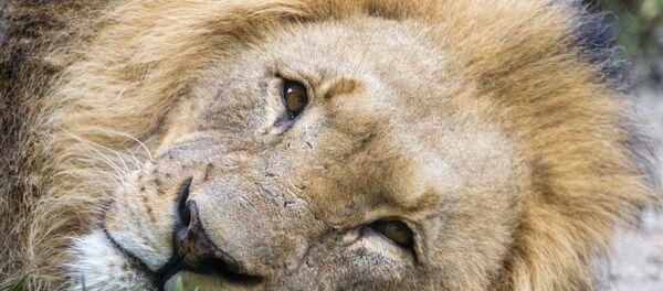 Лев - Sputnik Беларусь