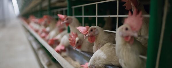 Птицефабрика - Sputnik Беларусь